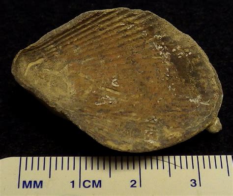 Louisville Fossils And Beyond Ambonychia Clam Fossil With Bryozoan