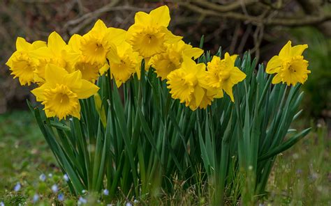 Download Wallpapers Yellow Daffodils Green Grass Spring Flowers
