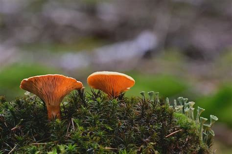 21 Common Mushrooms In Georgia Edible And Poisonous Star Mushroom Farms