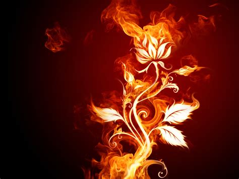 Free Download Fire Flower Wallpapers Fire Flower Stock Photos