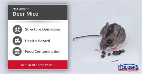 Deer Mice In Houston Holders Pest Solutions