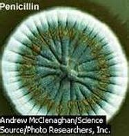 Imperfect Fungi