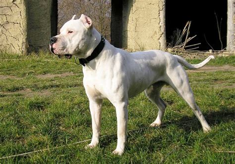 Check spelling or type a new query. Pregon Agropecuario :: REEDICION - Raza Canina DOGO ...