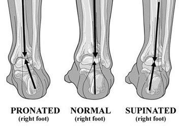 · use the 10% rule to calculate energy loss within a food web. What is Pronation? - Definition, Causes & Treatment ...