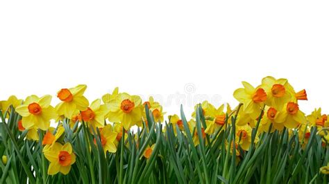 Bright Yellow Of Easter Bells Daffodils Narcissus Spring Flowe Stock