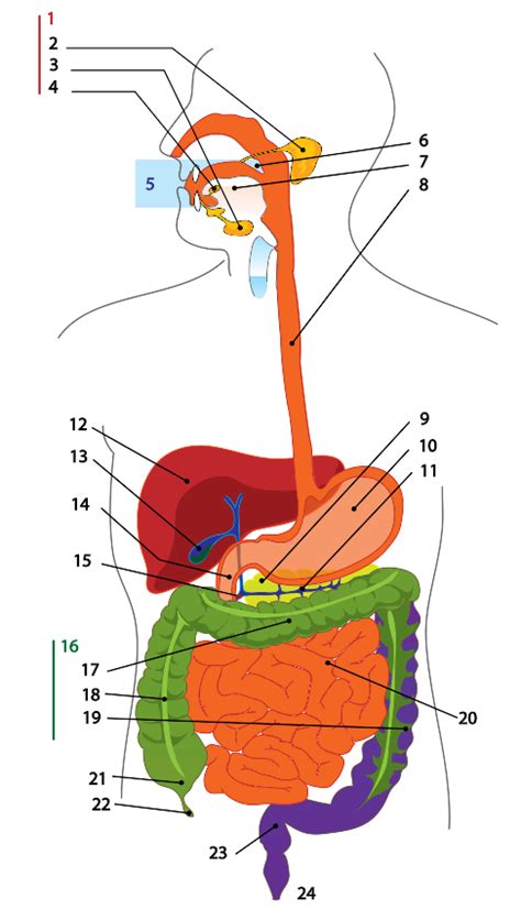 Digestive System Diagram Numbered