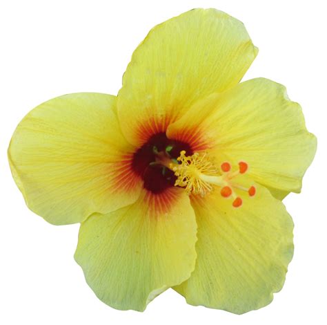 Yellow Hibiscus By Owhl Stock On Deviantart