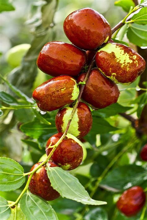 The Jujube Tree A Good Ornamental Or Fruit Tree For The Southwest