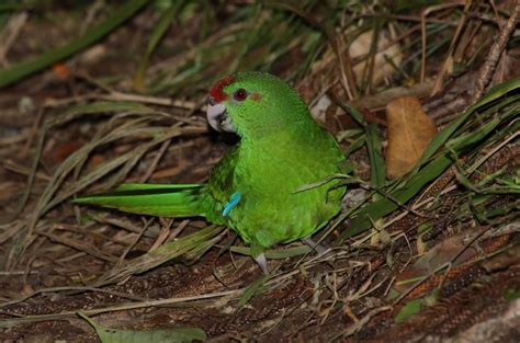 Norfolk Island Parakeet Birdforum Opus Birdforum