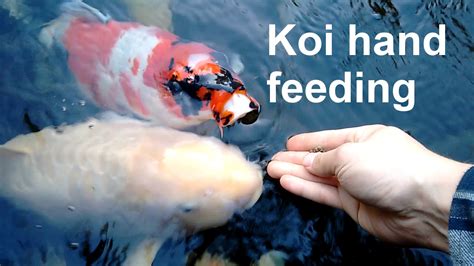 Koi Hand Feeding Youtube