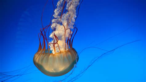 Download Wallpaper 3840x2160 Jellyfish Tentacles Underwater World