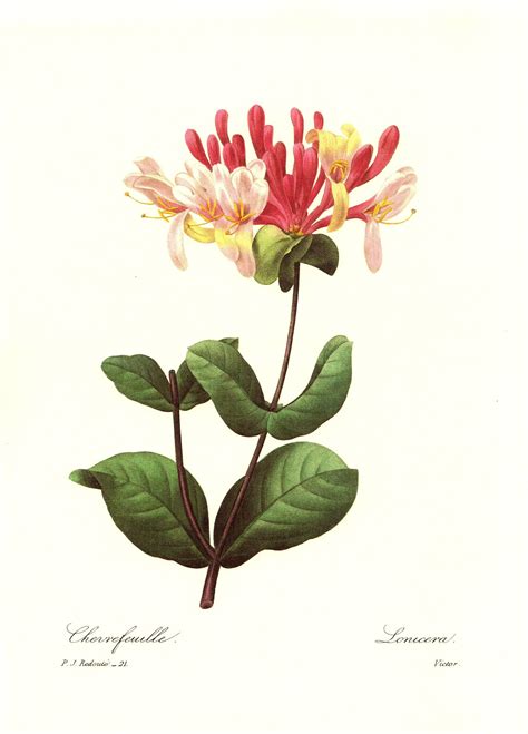 Antique Honeysuckle Print Redoute Botanical Pink Flower Art Cottage