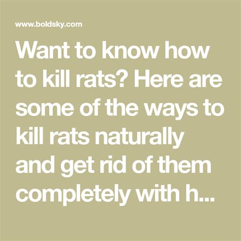 14 Ways To Kill Rats Naturally Rats Nature Helpful Hints