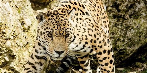 Leopardo Dove Vive Cosa Mangia Aspetto Greenstyle