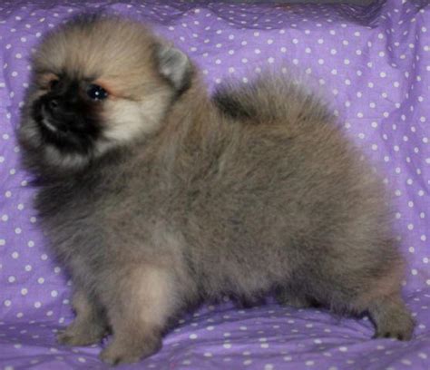 Akc Cream Sable Female Pomeranian Available In October For Sale In Roy
