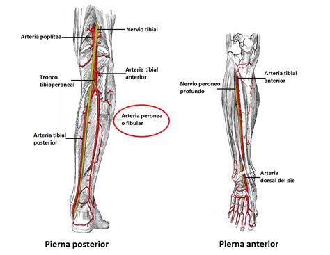 Arteria Fibular O Peronea Anatomía De La Rodilla Anatomia