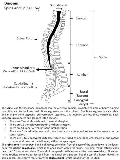 What Is The Spinal Cord Spinal Cord Injury Model System Uab