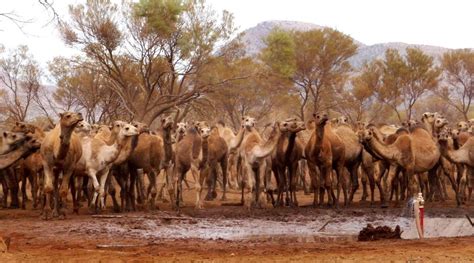 10 000 camels in australia to be shot because they drink too much water london daily