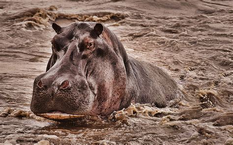 4k Descarga Gratis Hipopótamo En La Fauna Del Río Selva Hipopótamo