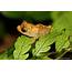 Lanka Nature Summary Sri Short Horned Shrub Frog 
