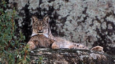 The Iberian Lynx Photos Mystery Of The Lynx National Geographic Channel International