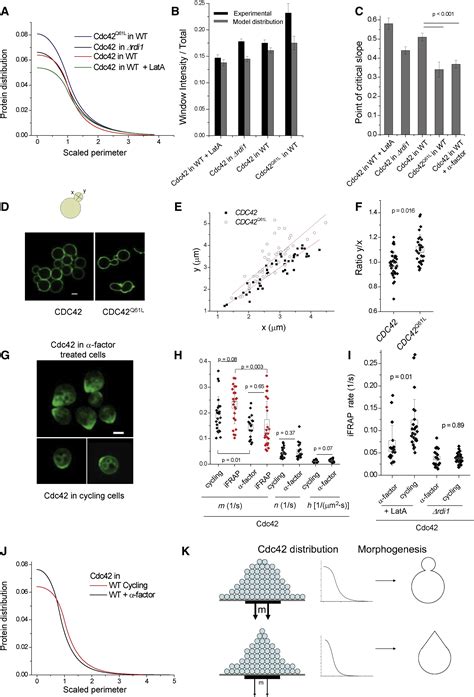 Dual Modes Of Cdc42 Recycling Fine Tune Polarized Morphogenesis