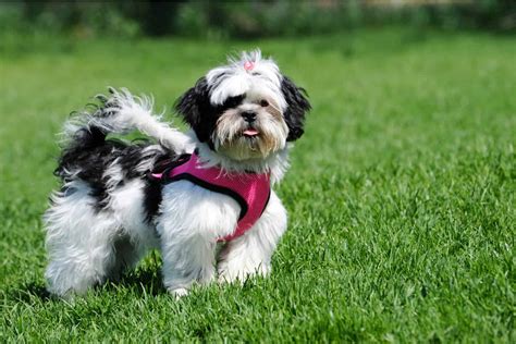 Black And White Shih Tzu Rare Shih Tzu Colors Explained