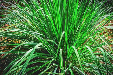 Growing Lemongrass Best Varieties Planting Guide Care Problems And