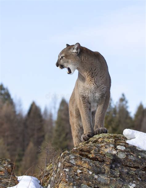 A Cougar Or Mountain Lion Puma Concolor Walking On Top Of Rocky
