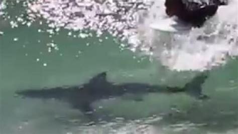 Shark Filmed Swimming Under Surfers At Byron Bay News Com Au