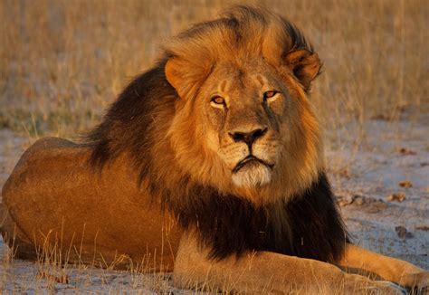 Has Trophy Hunting Changed Since The Death Of Cecil The Lion · A