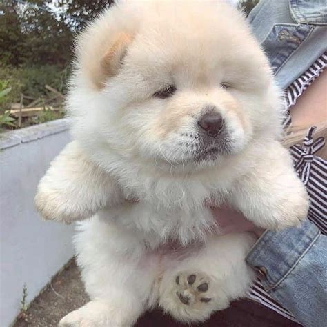 Pin On Chow Chow Puppy