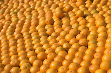 Oranges Free Stock Photo Public Domain Pictures