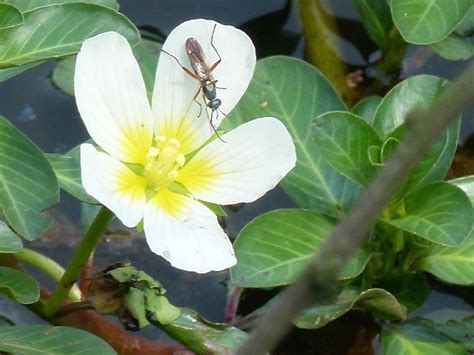 Ludwigia Eflora Of India