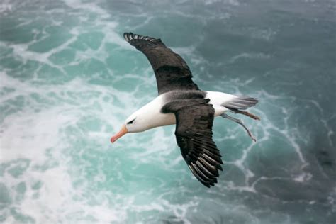 Albatros Banque Dimages Et Photos Libres De Droit Istock