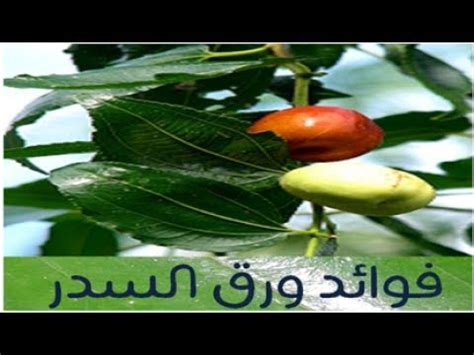 جمعية راس لانوف التعاونيه القطاعيه. فوائد اوراق شجرة السدرة - Shajara