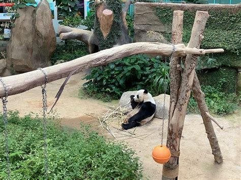 Zoo Negara (Ampang) - 2020 All You Need to Know BEFORE You Go (with