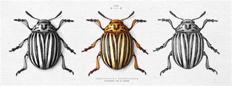 Pin on Ilustra entomología - Curso online