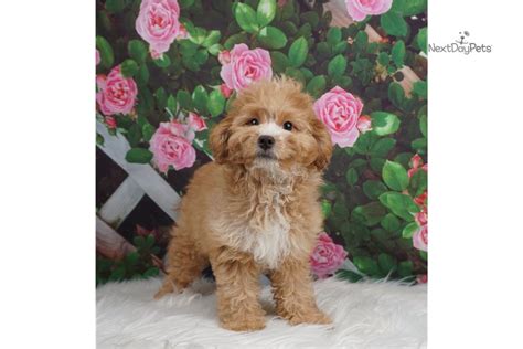 Lucky Poma Poo Pomapoo Puppy For Sale Near Fort Wayne Indiana
