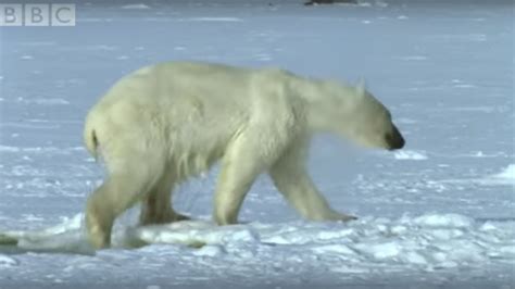 Polar Bear Hunts Beluga Whales Blue Planet Bbc Youtube