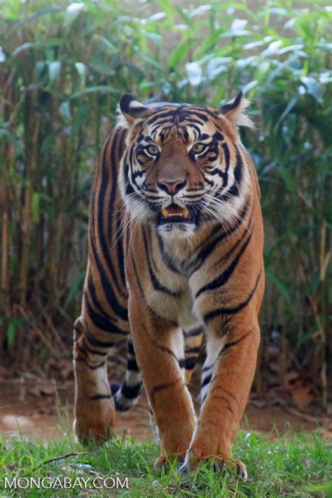 Reticulated pythons are native to indonesia and some have speculated that human development is they'll find areas in which a prey animal walked past back and forth. Indonesia races to catch tiger alive as villagers threaten to 'kill the beast'