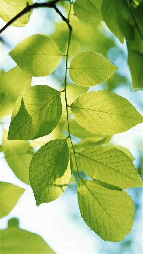 Green Leaf Branch Iphone Wallpapers Free Download