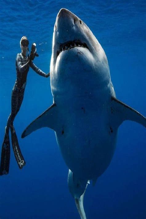 Divers Swim With What Could Be The Biggest Great White Shark Ever Filmed Video Divers Swim