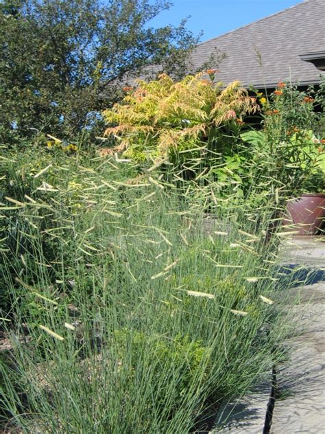 Five Grasses You Should Be Using In Your Landscape Dyck Arboretum
