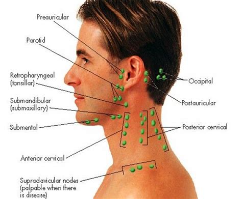 Abdominal lymph nodes are divided into two groups: Lymph Node Location of Head and neck | Physician assistant ...