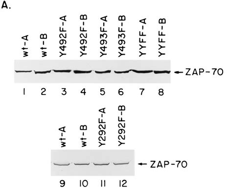 A Expression Of Human Zap 70 Mutants Y492f Y493f And Yyff In Syk
