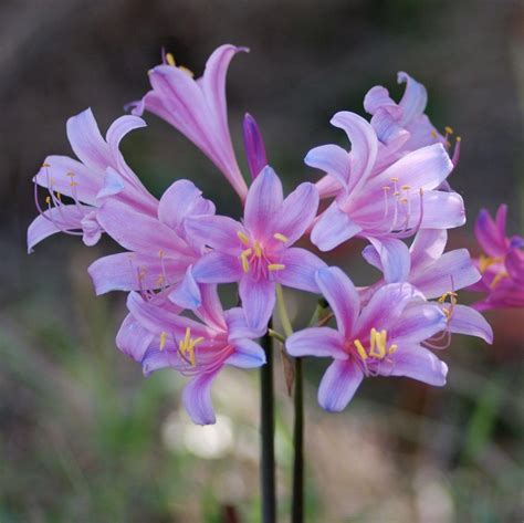 Lycoris Electric Blue Sprengeri Flower Bulb Tie Dye Surprise Lily