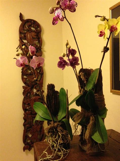 Mounted Orchids On Tree Barks Rustic Orchid Arrangements Orchids