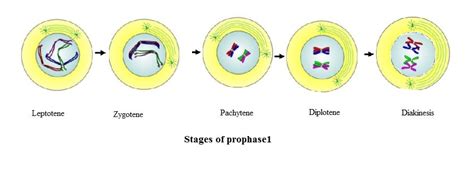 Meiosis 1 Prophase Stages