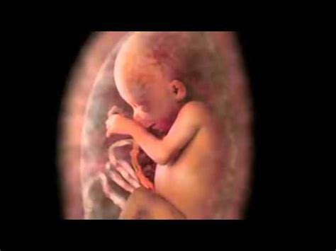 All pregnant women are encouraged to get a free flu vaccination. The Beautiful and Efficient Anatomy of Pregnancy - YouTube